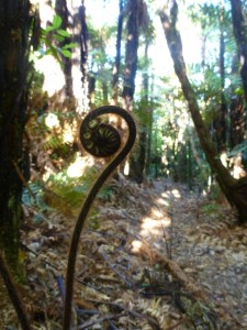 Cute baby fern growing...